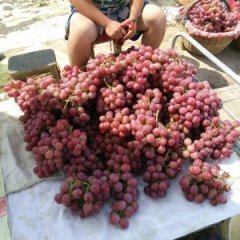 蒲城龙阳张斌8月红提葡萄