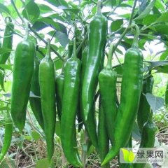 2015通许大青尖辣椒；0.4元。