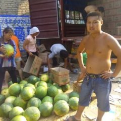 预定各种瓜苗 嫁接的 河南省扶沟西瓜种子、