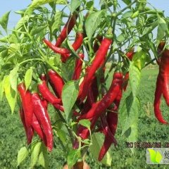 2015定襄辣椒今年价格有看点