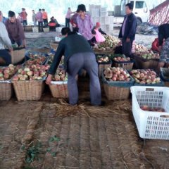 山东安丘永莲蜜桃价格适宜