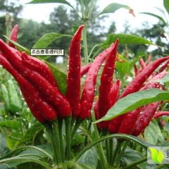 2015广宗辣椒今年价格有看点