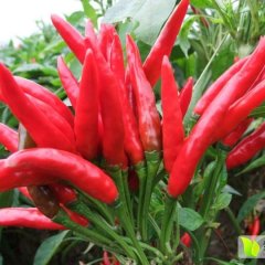 广宗辣椒假一赔十,刁家魏建诚信合作