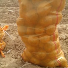 民乐甘肃石文喜9月克新一号土豆