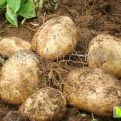 公主岭土豆绿色无公害,十屋郝正诚信合作