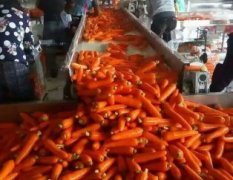 河南开封郭庄红萝卜大量上市中，日本三红、韩