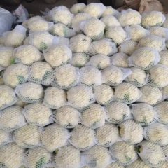河北邯郸王大军雪玉菜花供应中心