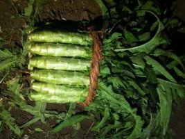 山东郯城刘西虎福建永安红莴苣营养丰富