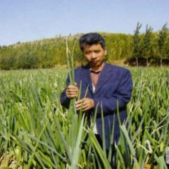 山东章丘章丘大葱上货量大