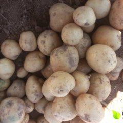 内蒙古蒙丰薯业有限公司