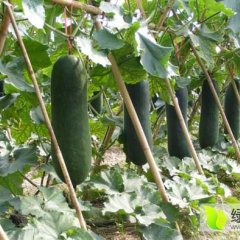 周口市郸城钱店15年铁皮冬瓜诚招买家