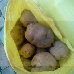 黑龙江双城延薯四号土豆长势旺盛