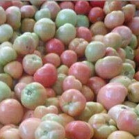 2015内黄西红柿现在订货有惊喜