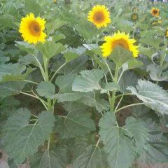 洮南吉林孙洪明10月美葵5009葵花