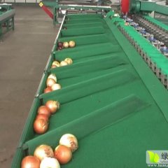 烟台市龙口经济开发区沙糖桔52000元/吨