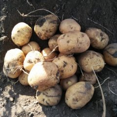 扶余肖家李靖民9月延薯四号土豆