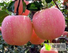 供应苹果树苗、矮化苹果苗基地、嫁接红富士苹