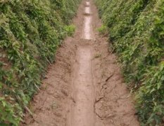 2015民權山藥收購工作全面開展