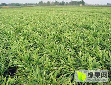 2015年山东安丘面姜价格