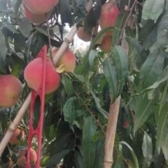 山东山东王博10月映霜红蜜桃