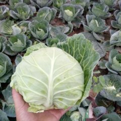 河北曲周中甘21甘蓝大量上市