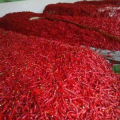 宁河辣椒质量好，辣度适中