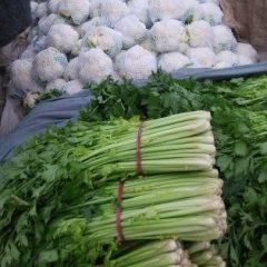 曲周东牛刘长江皇妃芹菜