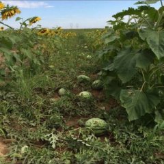 长瓜质量保证！最新西瓜报价！