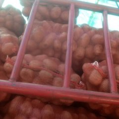 贵州威宁白皮，黄皮，红土豆名扬天下