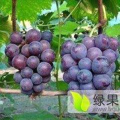 2015盖州葡萄值得出手