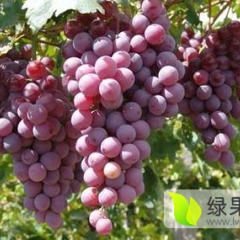 河北永年优质葡萄再不来就没机会了！