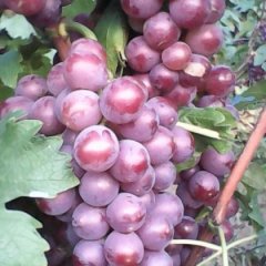 莱西葡萄火热上市,南墅李国茂诚信合作