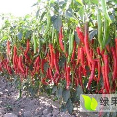 山西鲜辣椒大量上市了