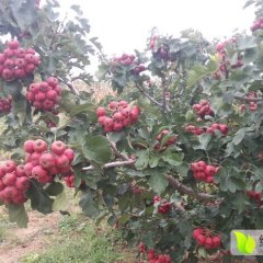 2015绛县山楂走过路过不要错过