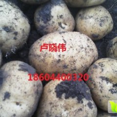 公主岭怀德镇代办卢晓伟 货源充足