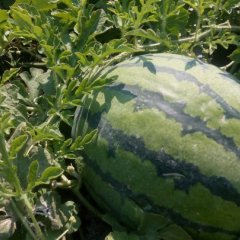 富锦西瓜营养丰富,长安迟代力诚信合作