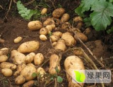 2015围场土豆俏销大江南北