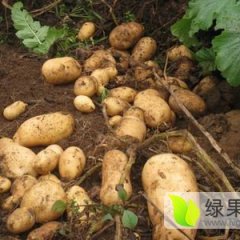 2015围场土豆俏销大江南北