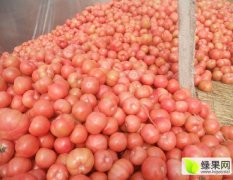 内黄卜城卢现平9月硬粉西红柿