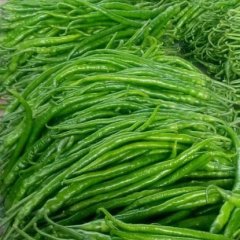 山东费县线椒辣椒价格行情平稳