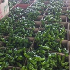 费县薛庄李印传9月砀椒三号辣椒