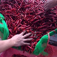 山东金乡三樱椒辣椒名优产品