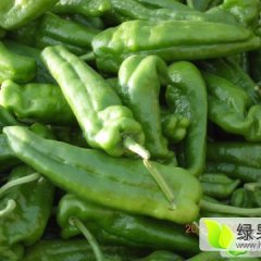 夏邑北镇韩蒙蒙8月301辣椒