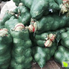 阳曲山西球茎甘蓝产销两旺