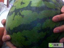 黑龙江富锦花皮无籽西瓜质量上乘