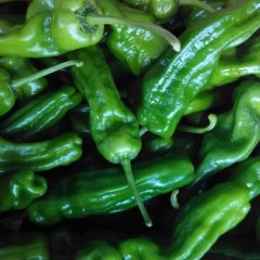 山东费县芜湖椒薛庄英先生诚信合作