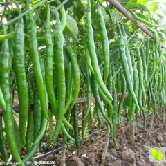 山东费县线椒量大质优欢迎选购