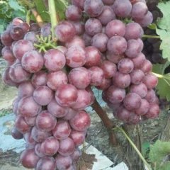 2021清苑葡萄抓住商机无限