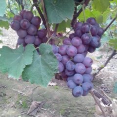 巨峰葡萄大量供应批发代购-河北晋州周头