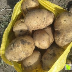 吉林公主岭延薯四号土豆名扬天下